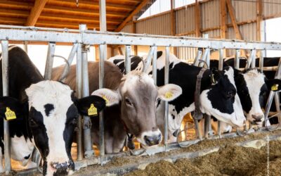 Weltbauerntag: Junge Bürgermeister*innen tauschen Rathaus gegen Bauernhof
