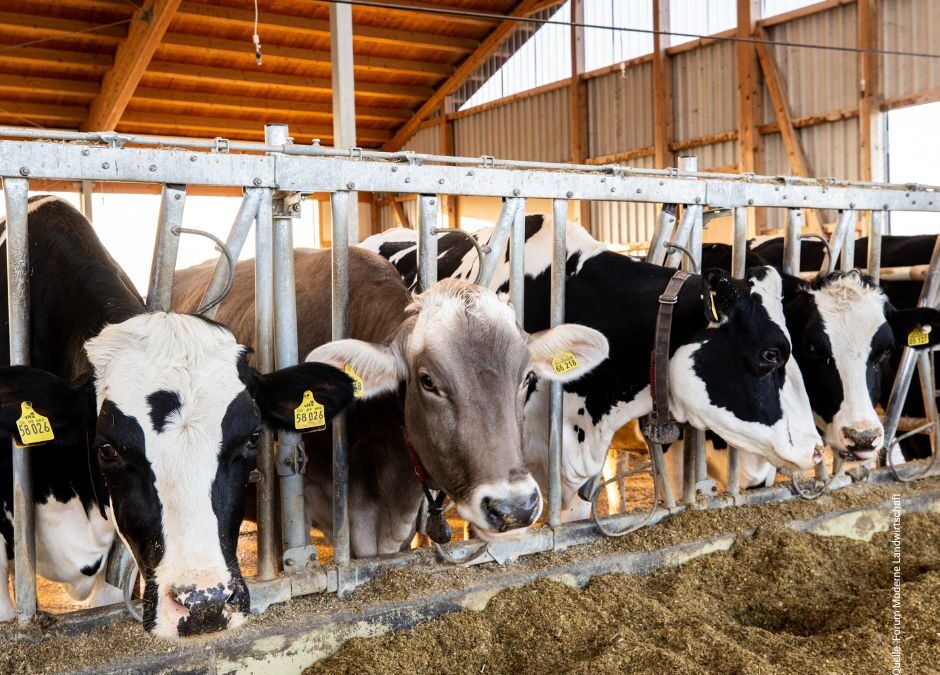 Tierwohl bleibt zentral: Mehrheit der Deutschen achtet auf Haltung und Herkunft