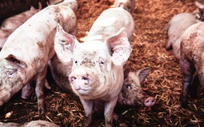 Civey-Studie zeigt: 80 Prozent ist heimische Nutztierhaltung auch künftig wichtig